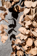 bouquet of dried eucalyptus leaves and their shadow