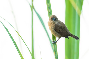 Juvenile Scaly-Breasted Munia perching on grass blade