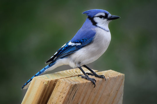 Blue Jay, Adult Perched on Wood Board