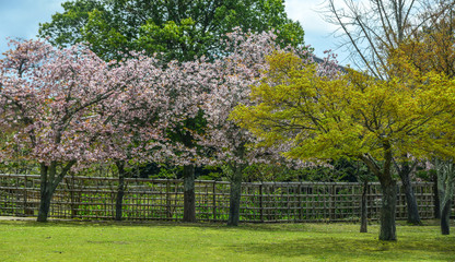 Cherry blossom (hanami) in Nara, Japan