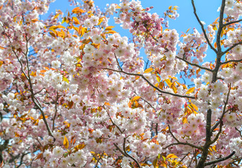 Cherry blossom (hanami) in Nara, Japan