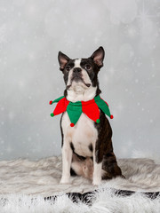 Boston terrier portrait in a studio and Christmas outfit.