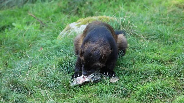 A wolverine eats a bone in the grass