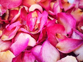 Pink dried rose petals