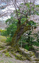 Fototapeta na wymiar Cherry blossom (hanami) in Nara, Japan