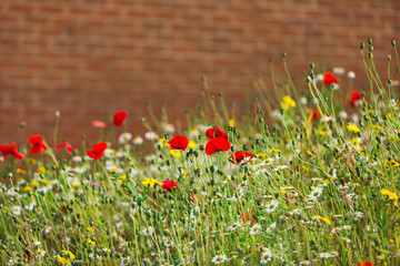 Wildflower Garden in Dorset