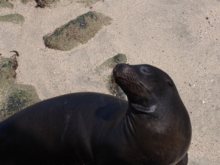 Obraz premium A sea lion relaxing on the beach, Santa Cruz Island (Isla Santa Cruz) is one of the Galápagos Islands, Ecuador