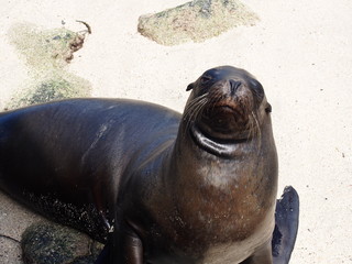 Fototapeta premium A sea lion relaxing on the beach, Santa Cruz Island (Isla Santa Cruz) is one of the Galápagos Islands, Ecuador