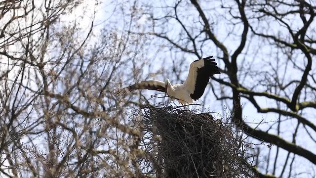 a white stork brings branches to its nest