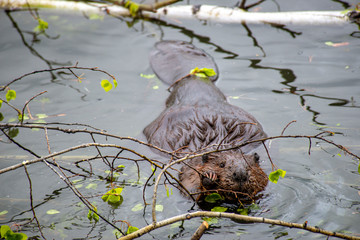 Beaver Feeding on Branch Good Look at Tail and Claws