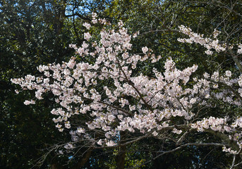 Cherry blossom (hanami) in Nara, Japan
