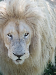 Weisses Löwen Männchen Portrait 33032