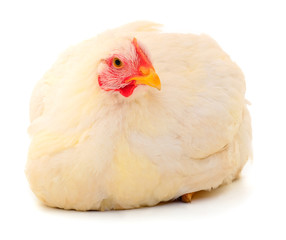 White hen isolated.