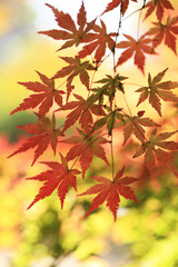 モミジの紅葉