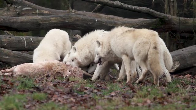 A group of white wolf eating a deer in the forest