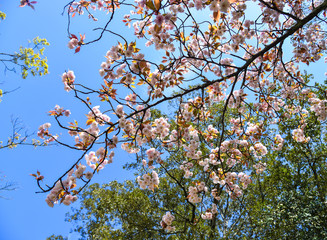 Cherry blossom (hanami) in Nara, Japan
