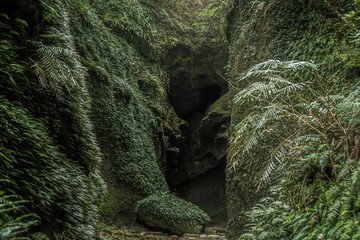 洞窟 苔