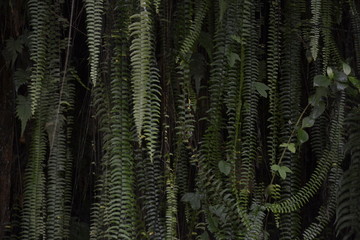 falling nature