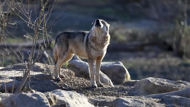 Howling of a grey wolf during the winter