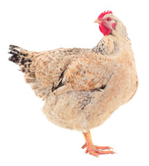 Brown hen isolated.