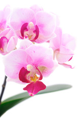 Beautiful pink Orchid flower on stem.