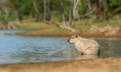 Close up of a Capybara sitting in water