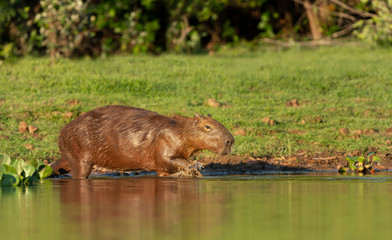 Close up of a Capybara walking in water