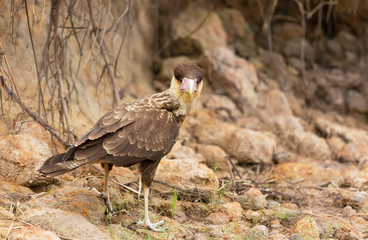 Close up of Southern crested caracara juvenile