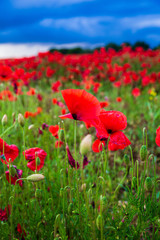 Obraz premium Sea of Poppies