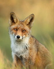 Portrait of a young red fox standing in grass