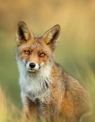 Naklejka na ściany i meble Portrait of a young red fox standing in grass