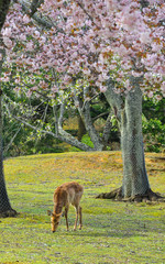 Deer at Nara Park (Japan) in the cherry blossom