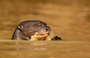 Close up of a giant otter eating fish