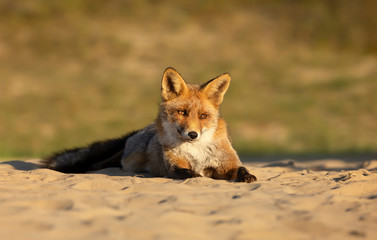 Close up of a Red fox lying on sand