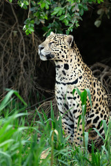 Close up of a Jaguar on a river bank