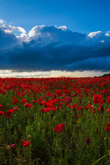 Sea of Poppies