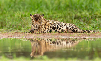 Fototapeta na wymiar Close up of a Jaguar on a river bank