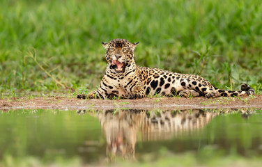 Close up of a Jaguar on a river bank