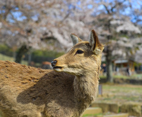 Deer at Nara Park (Japan) in the cherry blossom