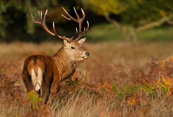 Close-up of a red deer stag at sunrise