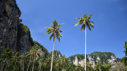 Fototapeta na wymiar Palm trees on the beach in thailand