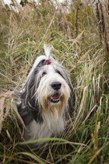 bearded collie is sitting in reed with tongue outside. Autumn photoshooting