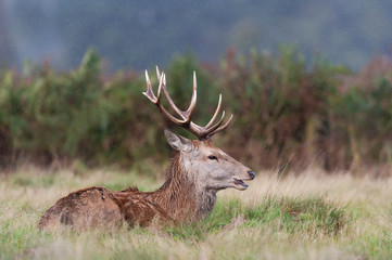 Close up of a red deer in the falling rain