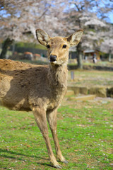 Deer at Nara Park (Japan) in the cherry blossom