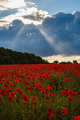 Sea of Poppies