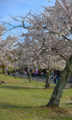 Cherry blossom (hanami) in Kyoto, Japan