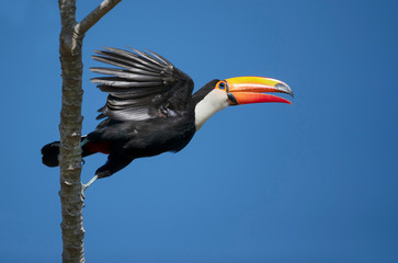 Close up of a Toco Toucan in flight © giedriius