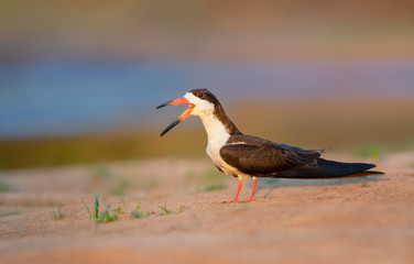 Close up of a black skimmer calling