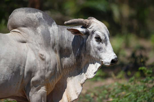 Portrait Of Nelore Bull In Brazilian Farm