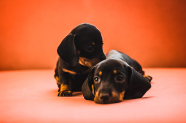 Many dachshund puppies on a bright orange background